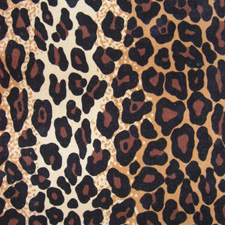 lancierluipaard (55K)